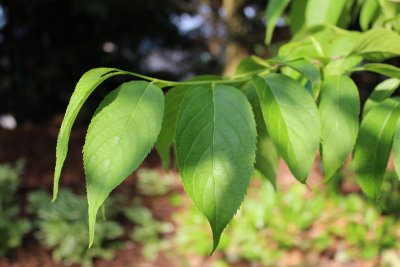 Eucommia ulmoides - gumojilm jilmovitý - jarní větévka